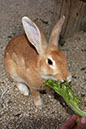 Rabbit-Island-2024_33