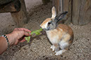Rabbit-Island-2024_34