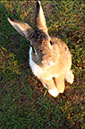Rabbit-Island-2024_38