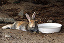 Rabbit-Island-2024_41