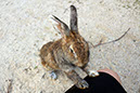 Rabbit-Island-2024_42