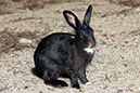 Rabbit-Island-2024_45