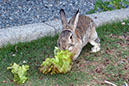 Rabbit-Island-2024_50