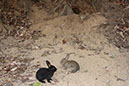 Rabbit-Island-2024_52