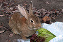 Rabbit-Island-2024_53
