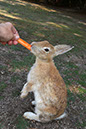 Rabbit-Island-2024_57