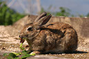 Rabbit-Island-2024_61