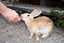 Rabbit-Island-2024_62