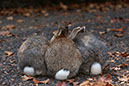 Rabbit-Island-2024_63