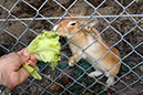 Rabbit-Island-2024_66