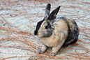 Rabbit-Island-2024_67