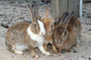 Rabbit-Island-2024_69