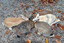Rabbit-Island-2024_73