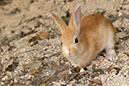 Rabbit-Island-2024_74