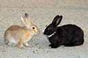 Rabbit-Island-2024_76