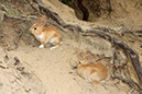 Rabbit-Island-2024_79