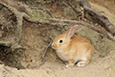 Rabbit-Island-2024_80