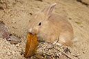 Rabbit-Island-2024_81