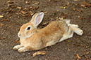 Rabbit-Island-2024_84