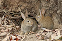 Rabbit-Island-2024_86