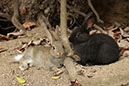 Rabbit-Island-2024_88