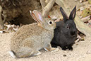 Rabbit-Island-2024_89