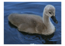 Schwan_b