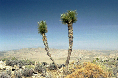 Ryan Mountain Trail_doppelter Joshua Tree-1