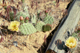 Kaktus mit gelber Blüte-1